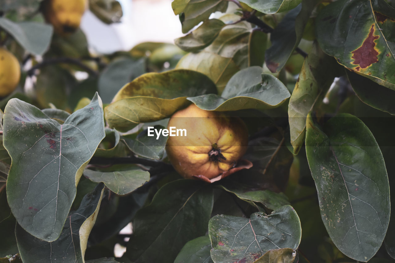 leaf, plant part, plant, flower, growth, freshness, food and drink, food, nature, healthy eating, close-up, fruit, produce, beauty in nature, no people, flowering plant, outdoors, green, tree, focus on foreground, branch, day, wellbeing, autumn, agriculture, vegetable