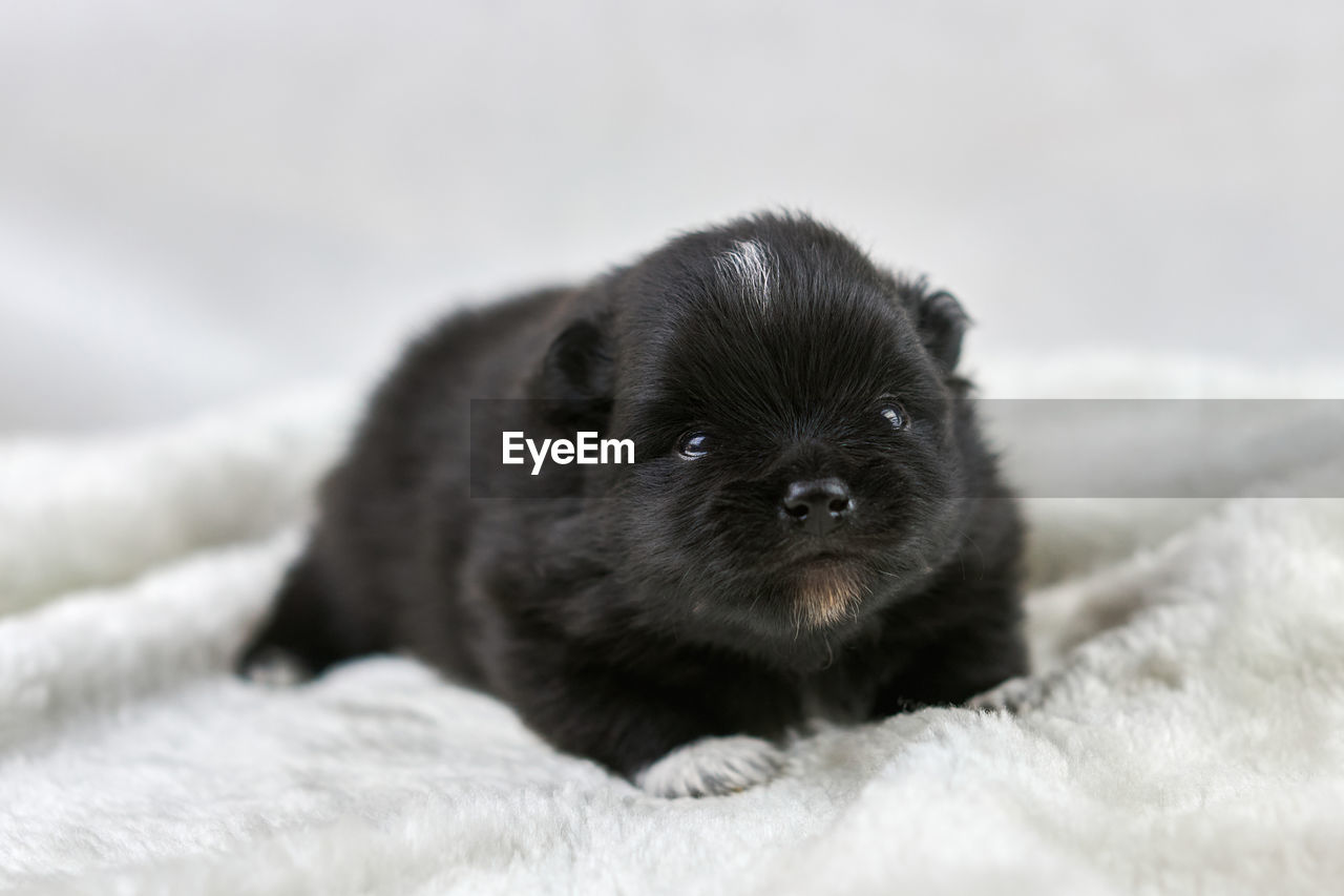 close-up of black dog lying on bed at home