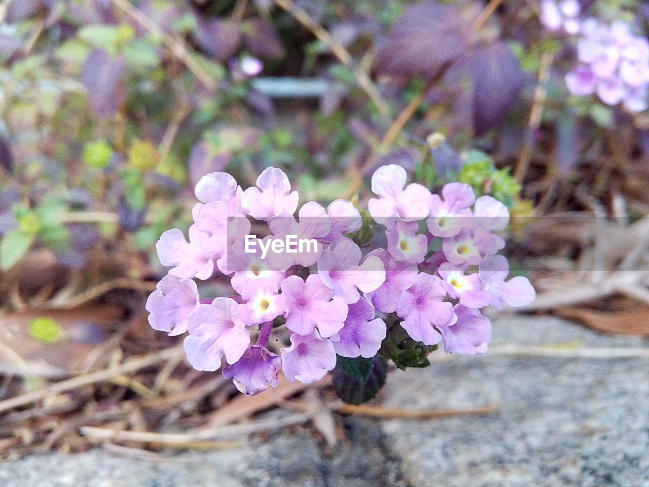 CLOSE-UP OF FRESH PURPLE FLOWERS BLOOMING OUTDOORS