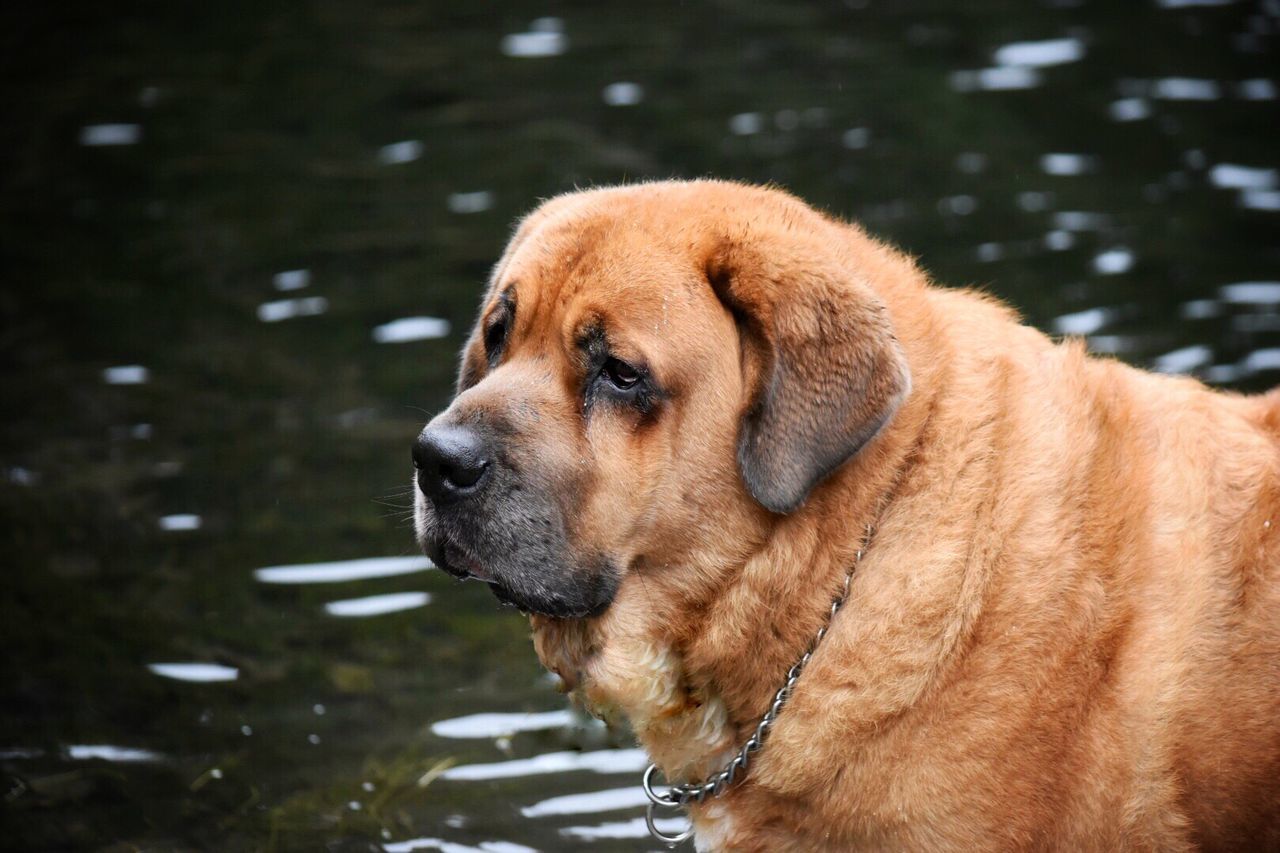 Close-up of wet dog by lake
