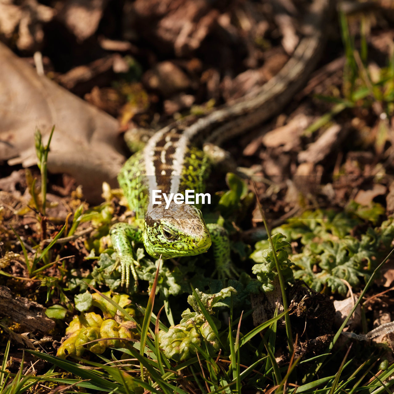 High angle view of a lizard on a field