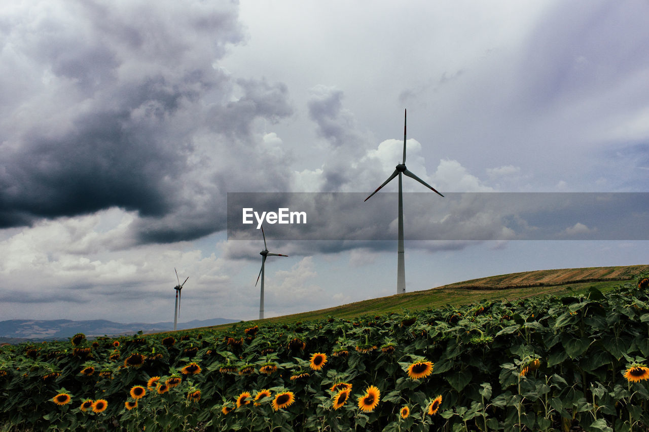 Scenic view of sunflower field against sky