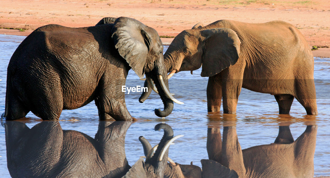 Elephants in water