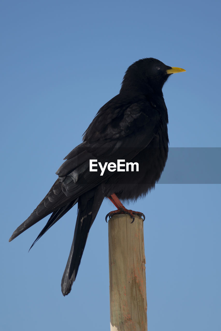 LOW ANGLE VIEW OF BIRD PERCHING ON WOODEN POST AGAINST BLUE SKY