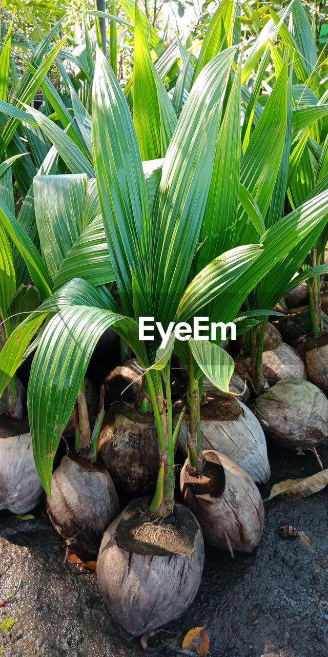 CLOSE-UP OF PLANT ON FIELD