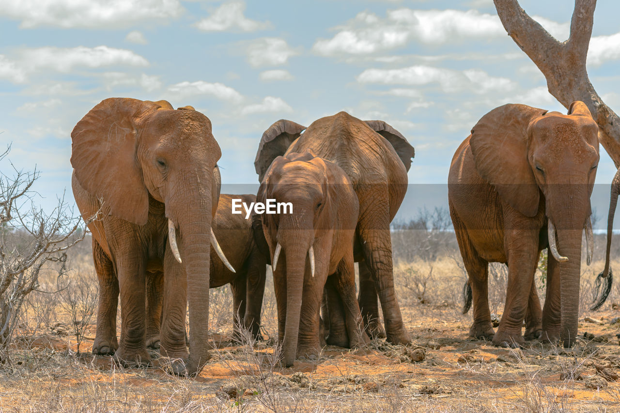 A close up of a group of elephants
