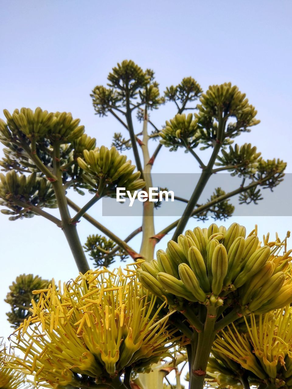 LOW ANGLE VIEW OF YELLOW FLOWERS AGAINST SKY