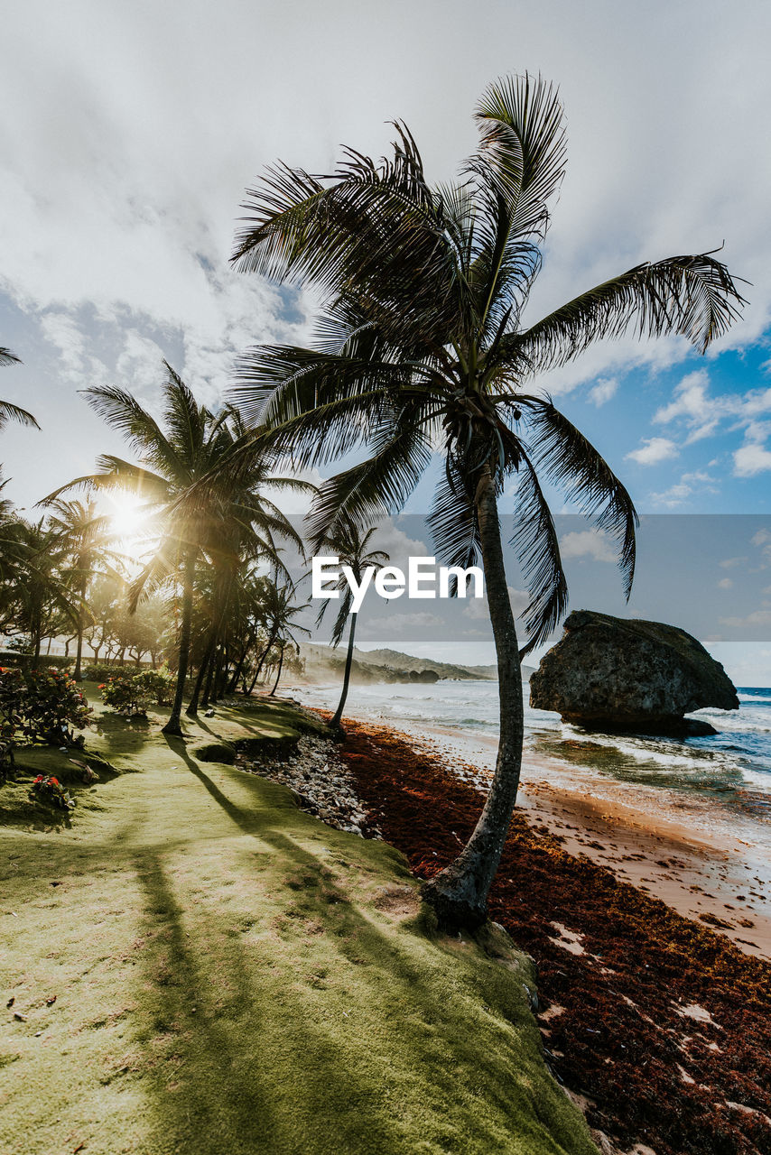 Palm trees on beach against sky