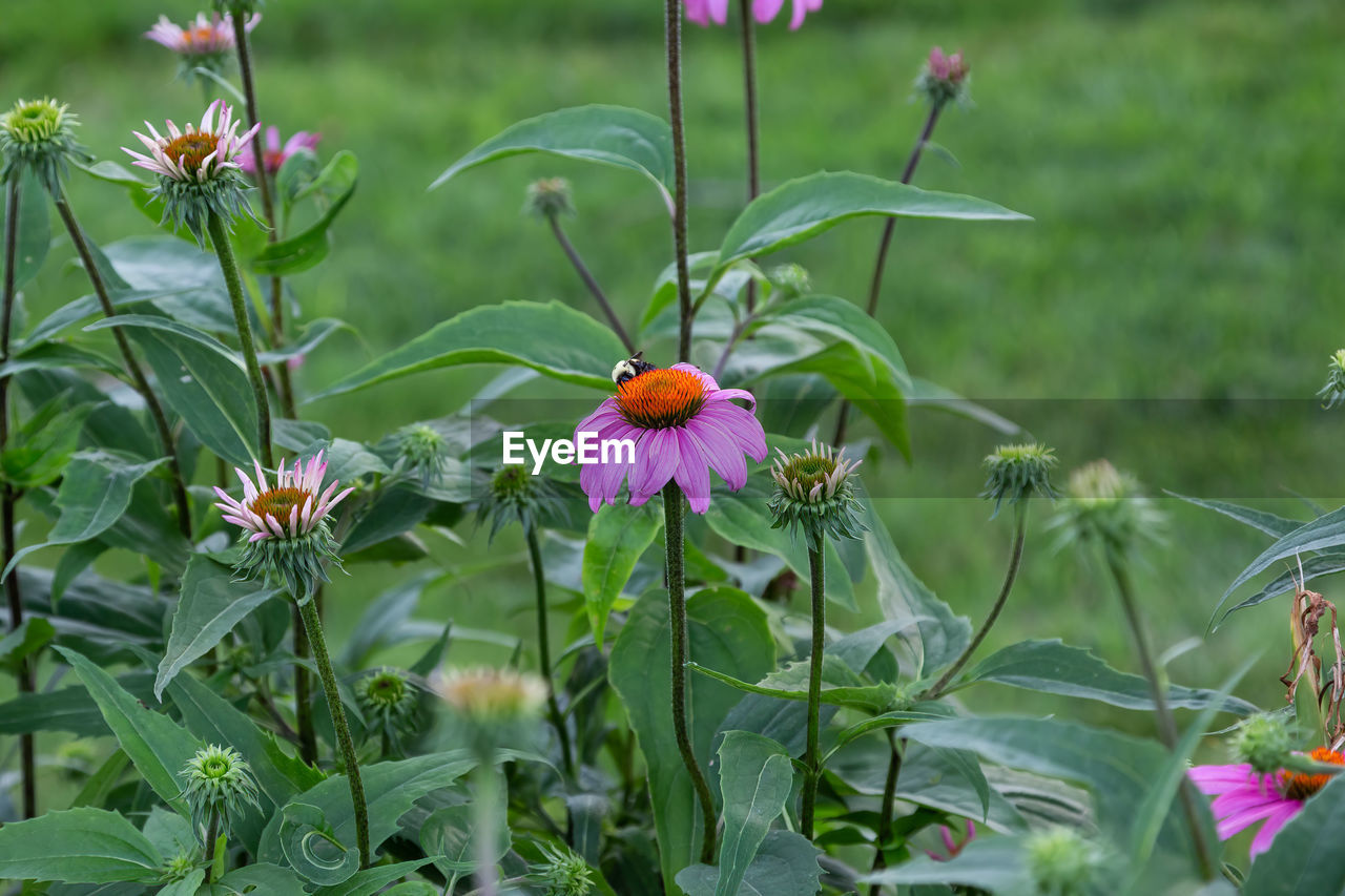 CLOSE-UP OF PINK FLOWERING PLANTS