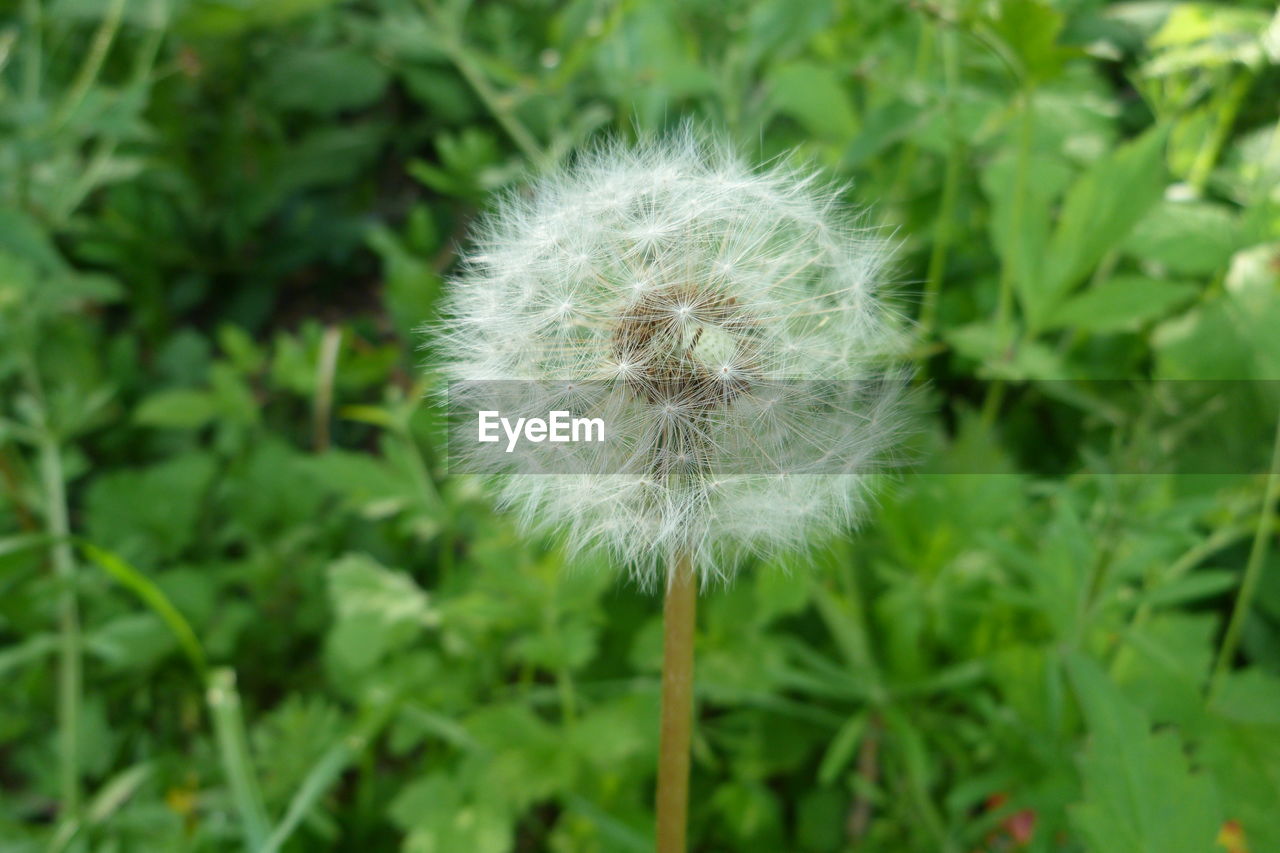 CLOSE-UP OF DANDELION FLOWERS