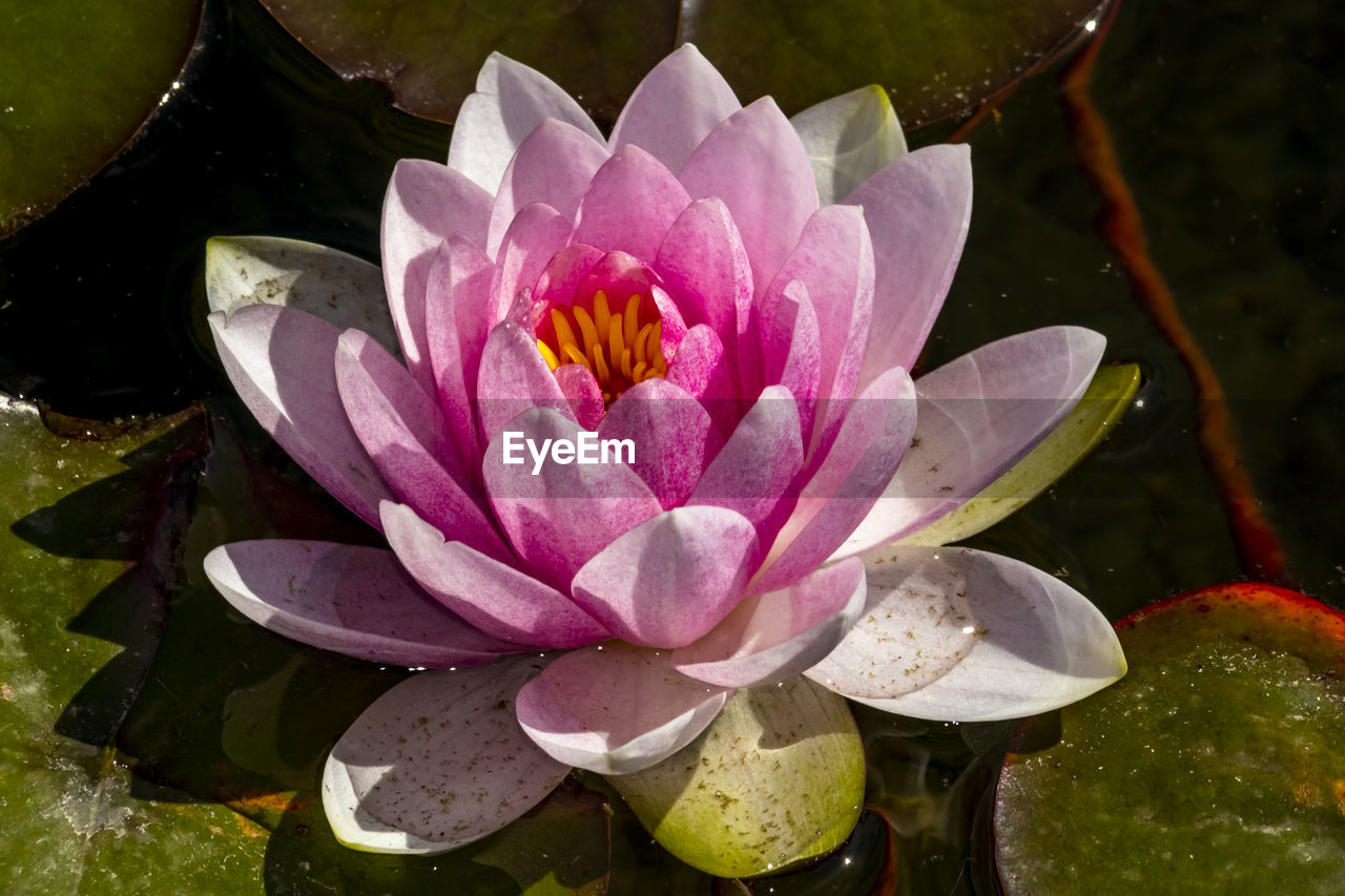 CLOSE-UP OF LOTUS WATER LILY