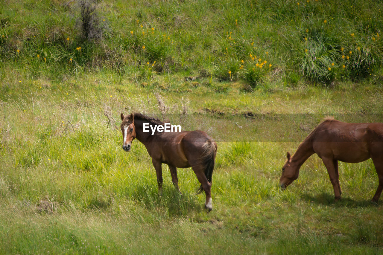 HORSES IN THE FIELD