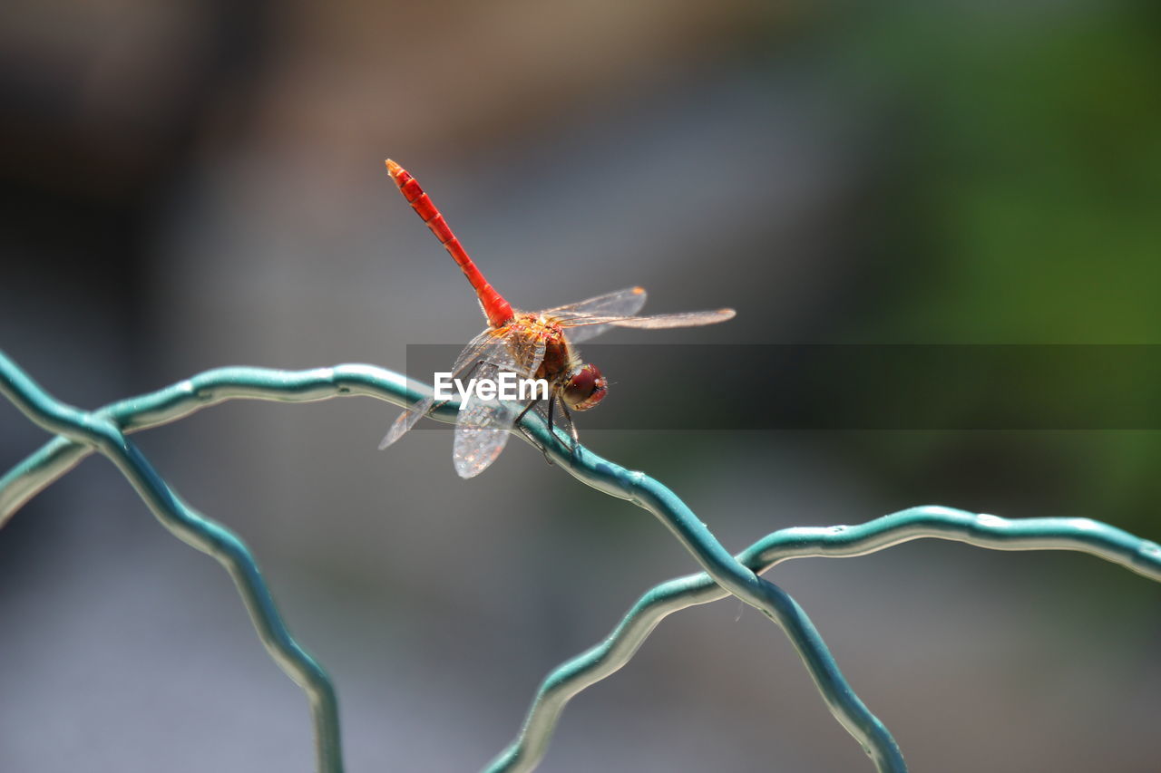 Close-up of insect on plant