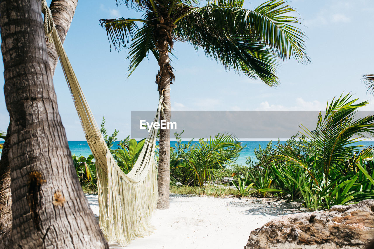 PALM TREES GROWING ON BEACH AGAINST SKY