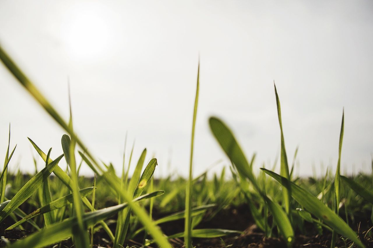 Close-up of grass growing on field