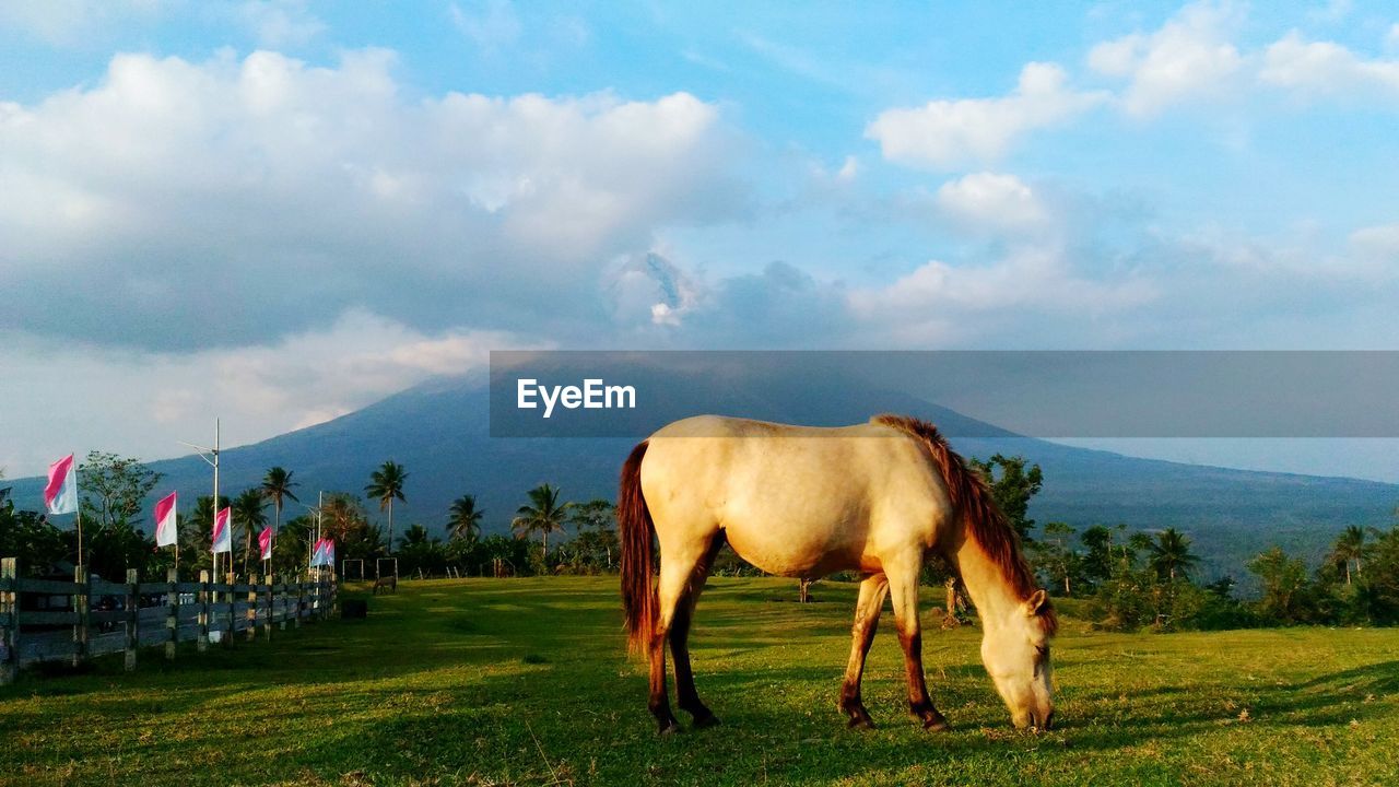 HORSE STANDING ON FIELD