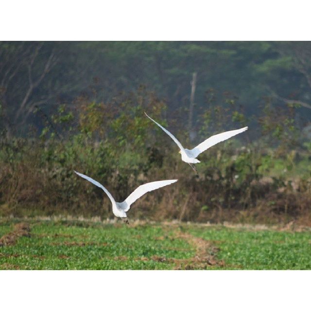 BIRD FLYING OVER WATER