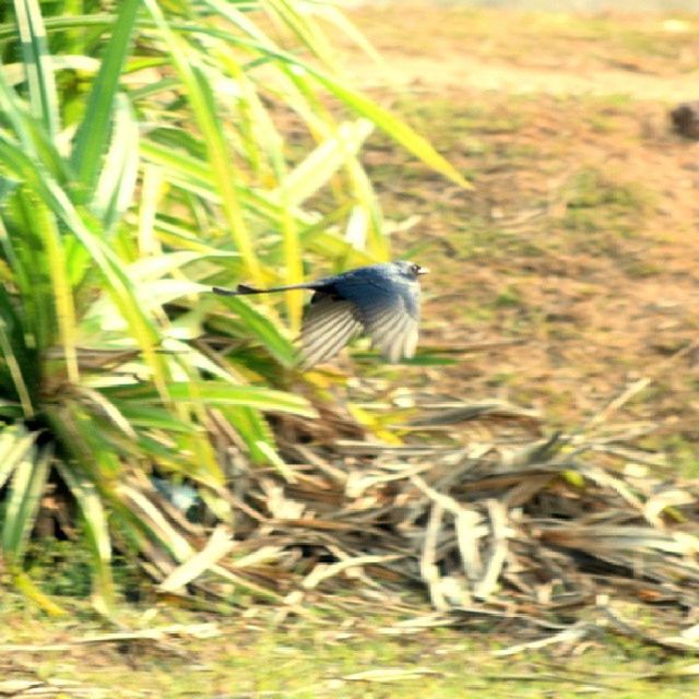 CLOSE-UP OF BIRD ON GRASS