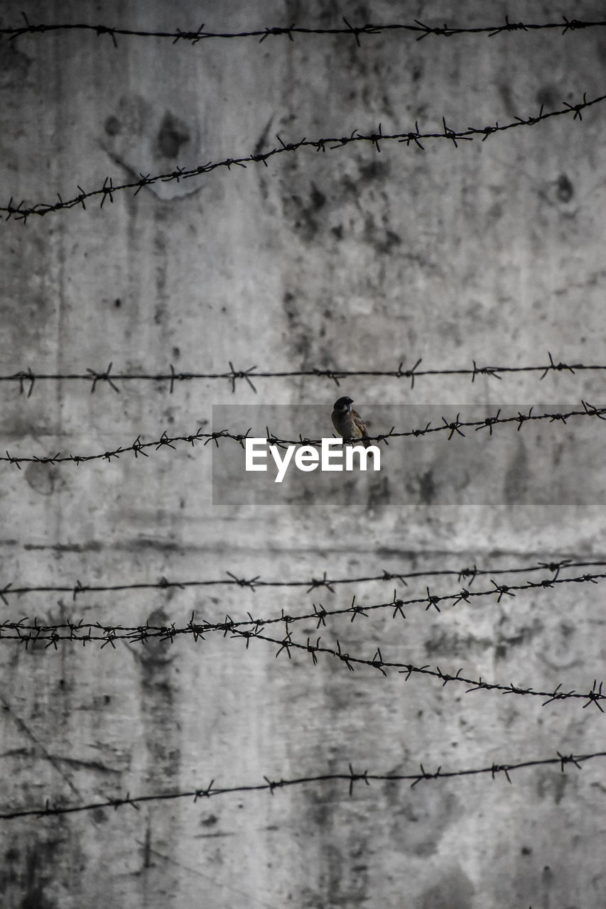 Birds perching on barbed wire