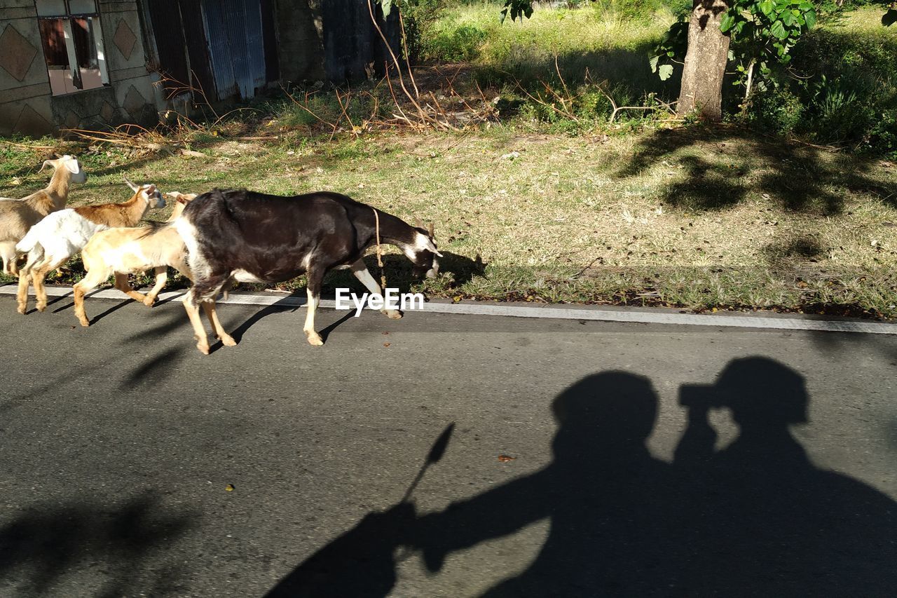 High angle view of goat grazing on field