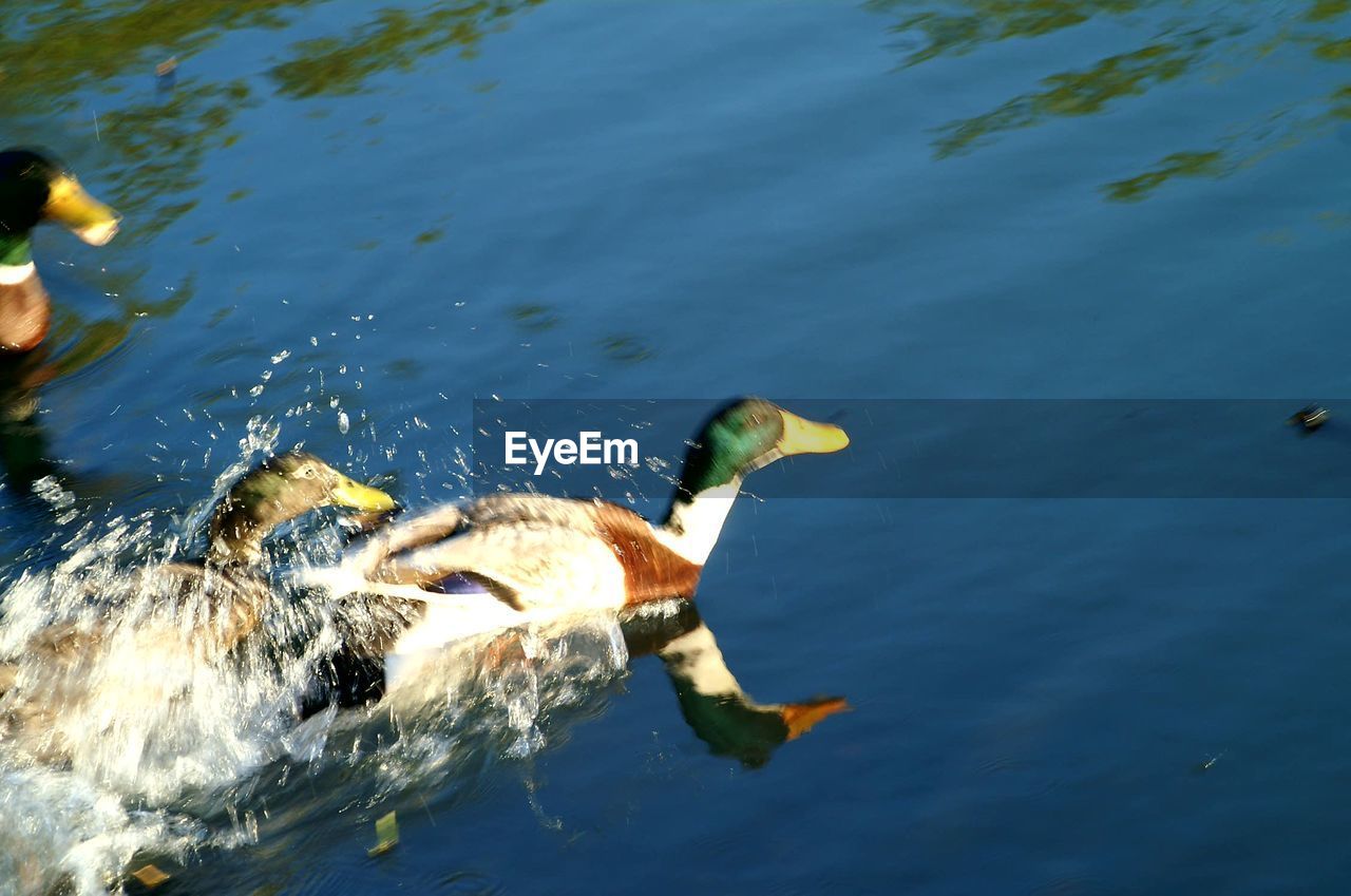 FISH SWIMMING IN LAKE