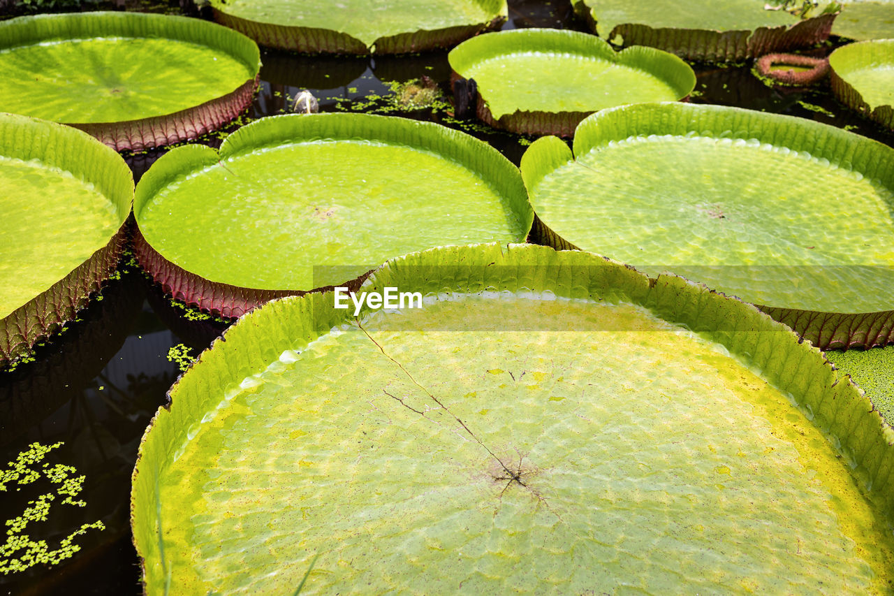 HIGH ANGLE VIEW OF LOTUS LEAVES FLOATING ON POND