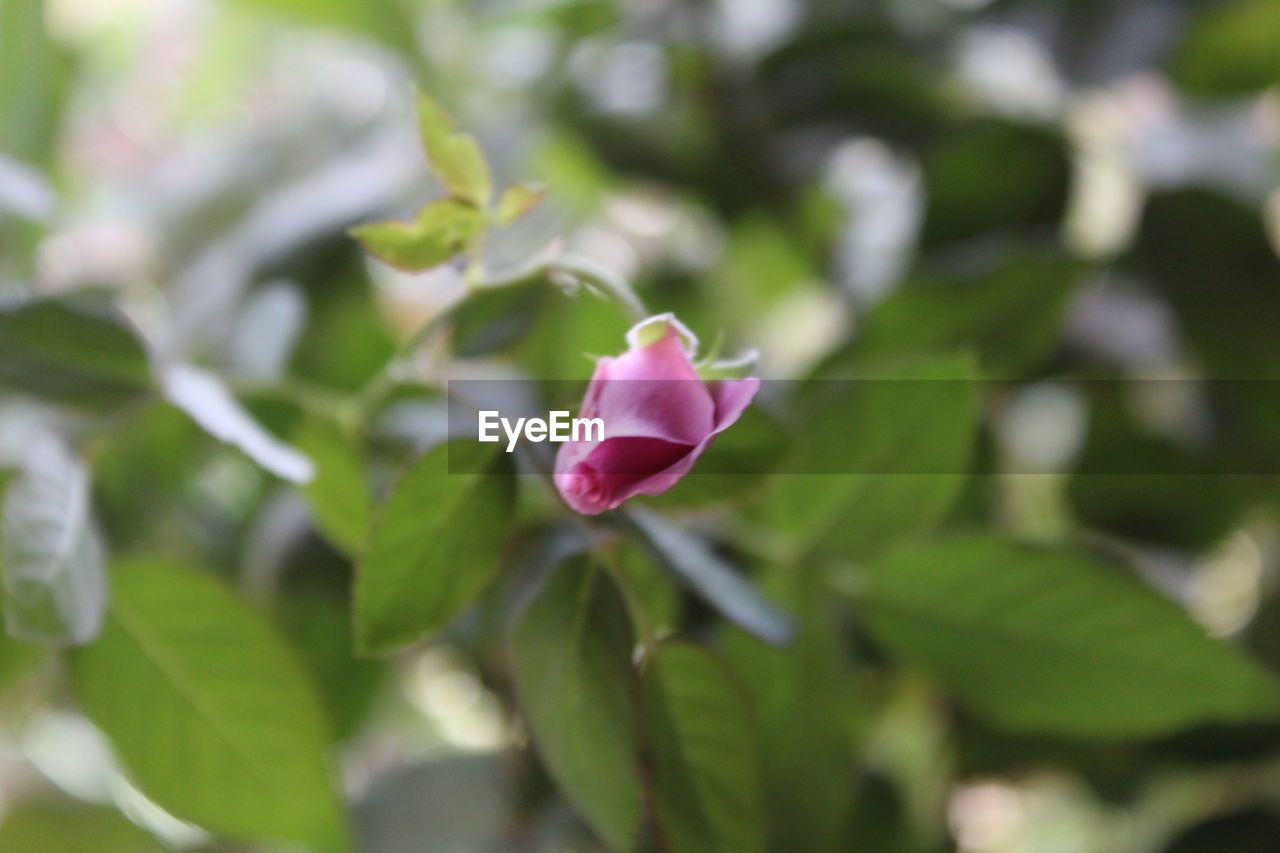 CLOSE-UP OF ROSE BLOOMING OUTDOORS