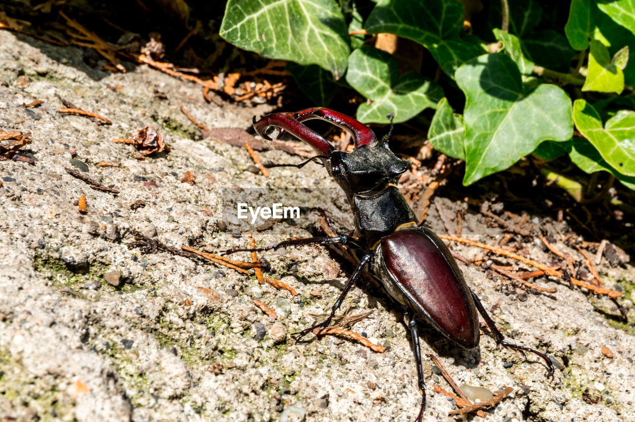 HIGH ANGLE VIEW OF INSECT ON LEAF