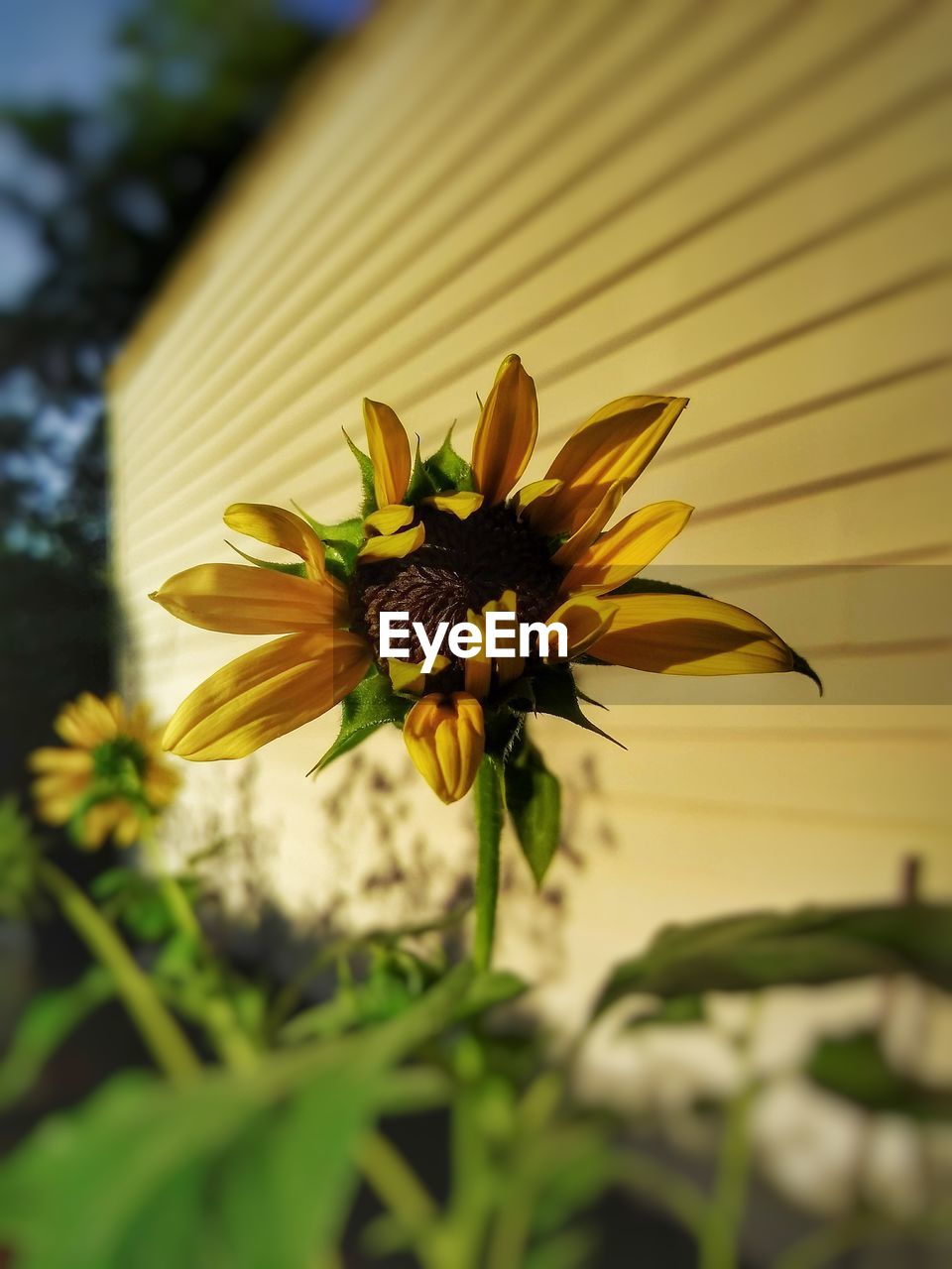 Close-up of yellow flowering plant