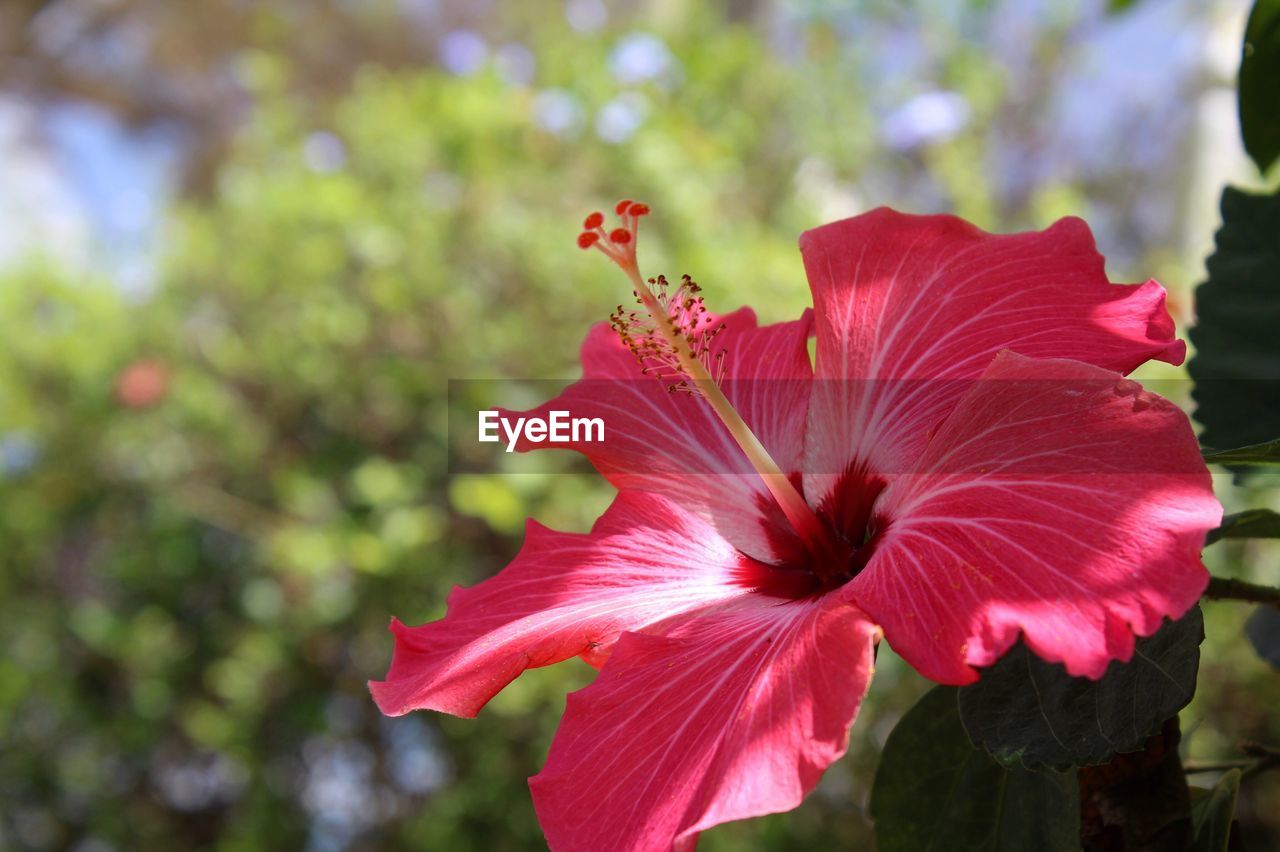 CLOSE-UP OF FRESH RED FLOWER BLOOMING OUTDOORS