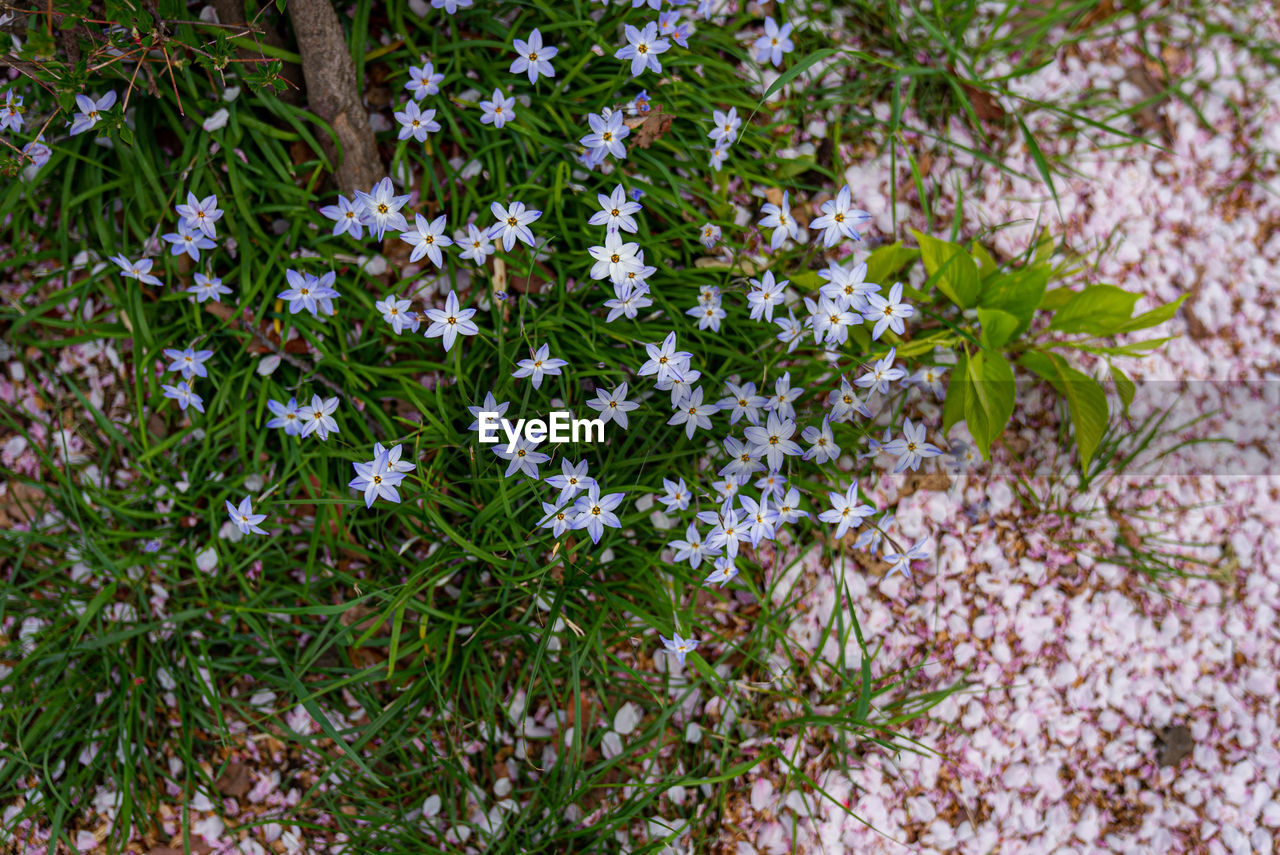 HIGH ANGLE VIEW OF FLOWERING PLANTS ON WHITE SURFACE