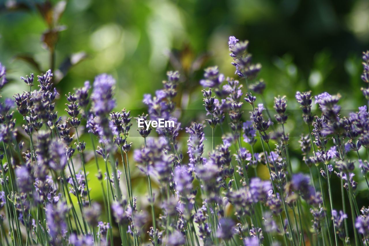 CLOSE-UP OF PURPLE FLOWERS ON FIELD