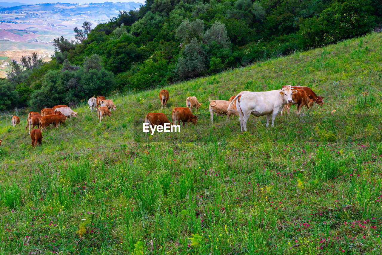 HORSES GRAZING IN THE FIELD