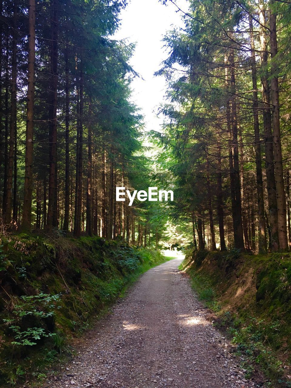 DIRT ROAD AMIDST TREES AND PLANTS IN FOREST