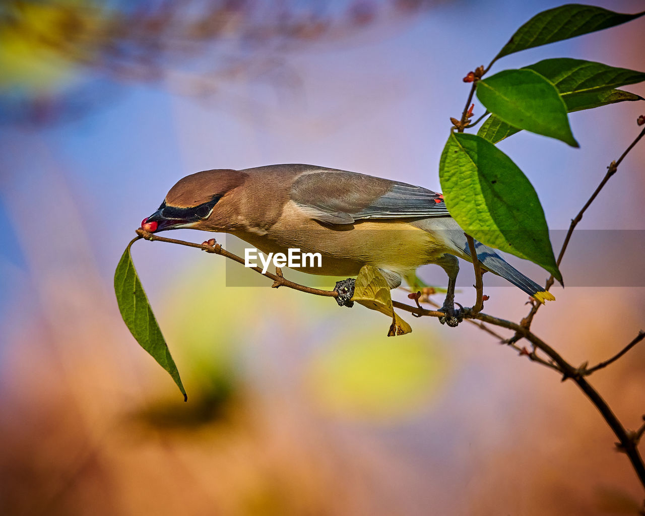 Cedar waxwing  feeding on a berry bush.