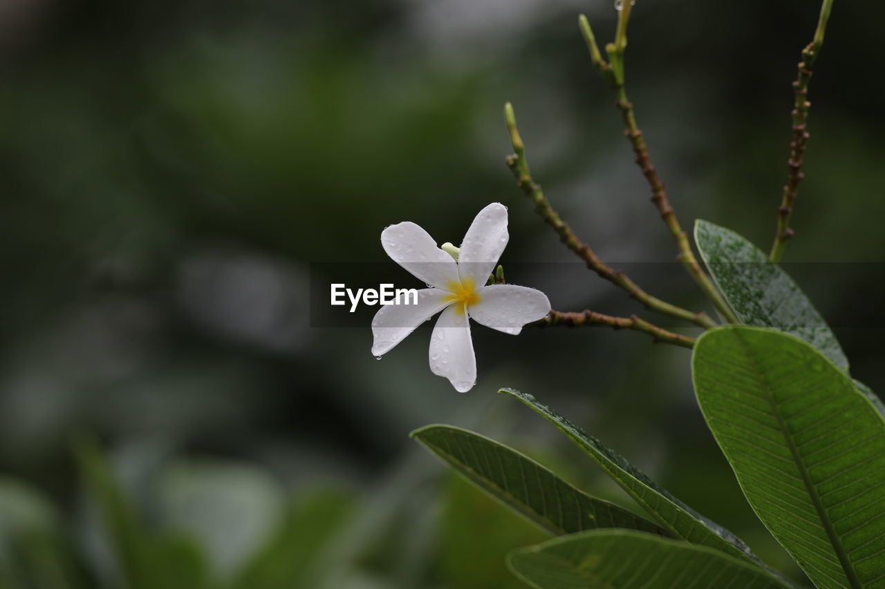 Close-up of white flowering plant