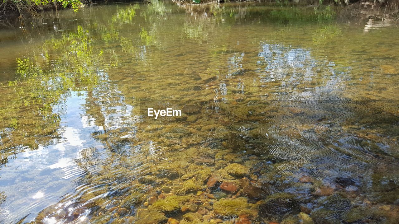 REFLECTION OF TREES ON WATER