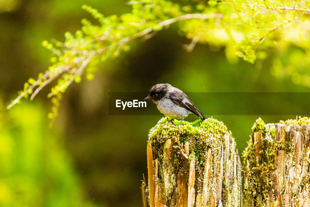 New zealand tomtit bird found in the bush of the north island.