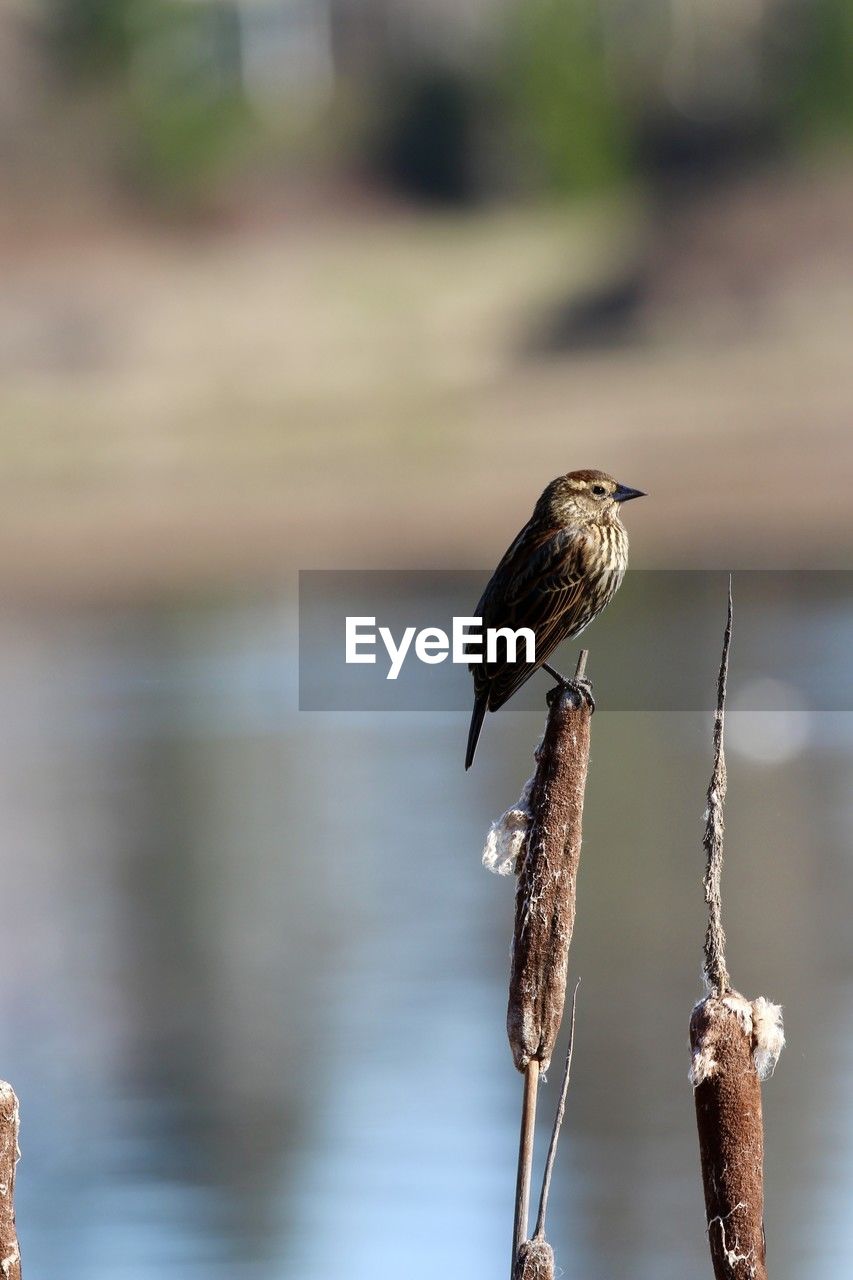 animal themes, animal, bird, animal wildlife, wildlife, one animal, perching, nature, focus on foreground, close-up, no people, water, branch, day, full length, outdoors, wood, beauty in nature, lake, beak, songbird, tree, selective focus, plant