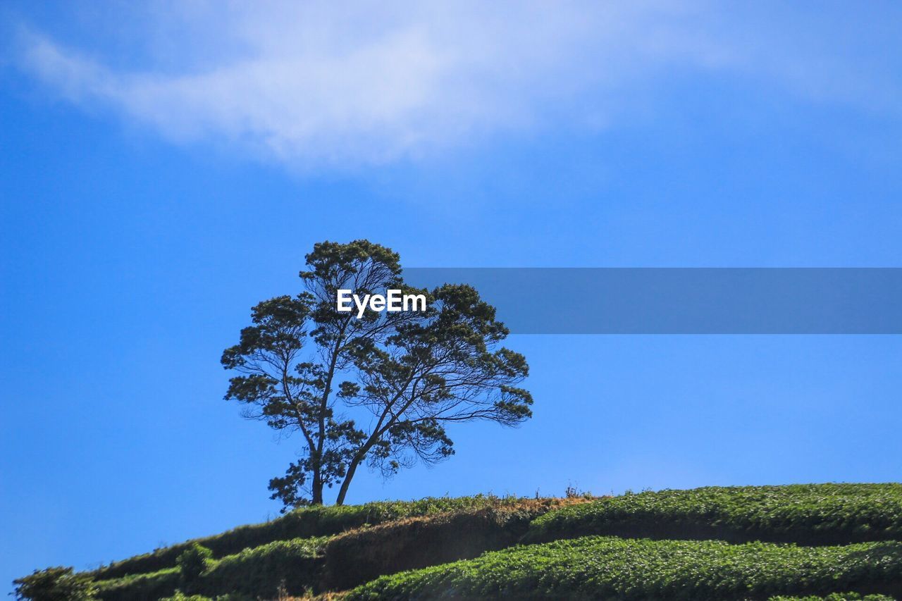 Tree in forest against clear blue sky