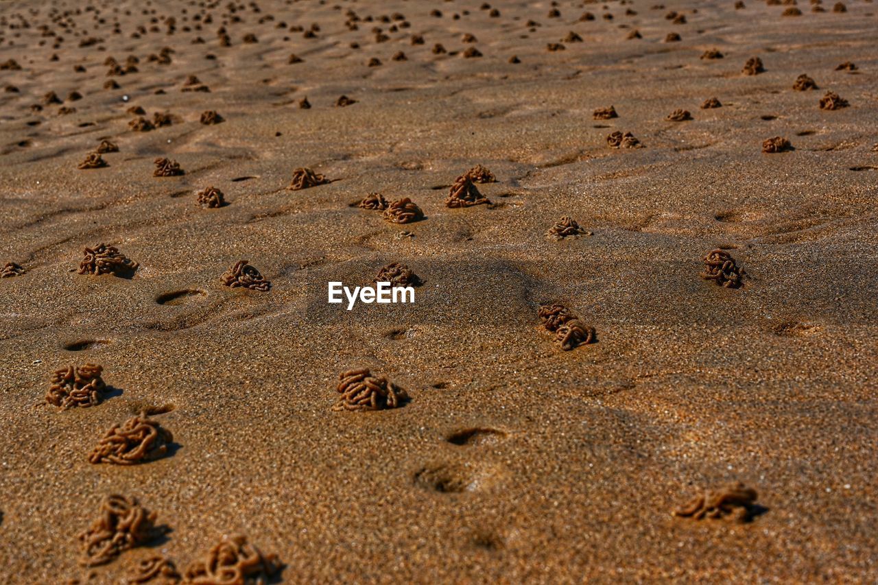 High angle view of worms holes on sand at beach