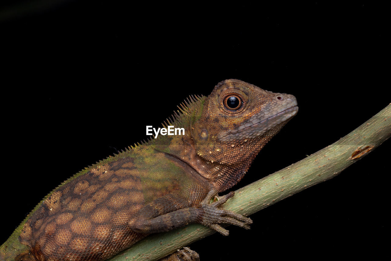 CLOSE-UP OF A LIZARD