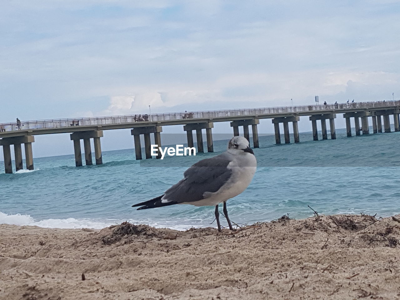 SEAGULLS PERCHING ON THE BEACH