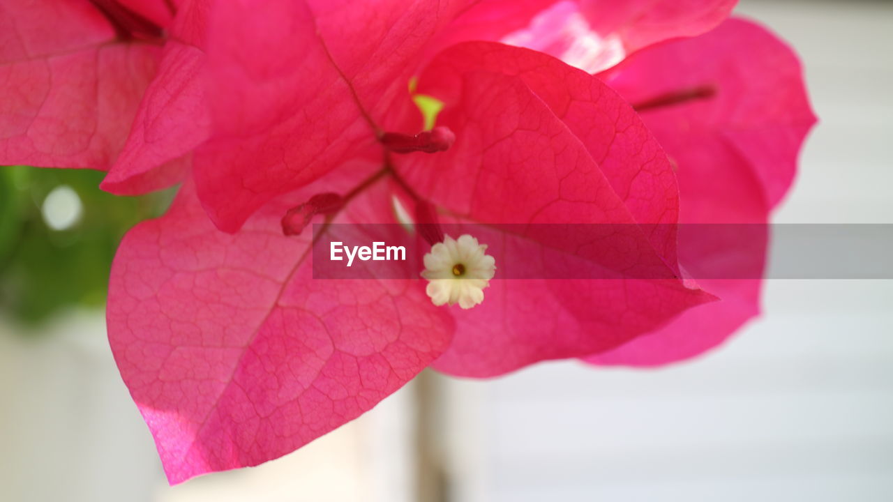 CLOSE-UP OF PINK HIBISCUS FLOWER BLOOMING OUTDOORS