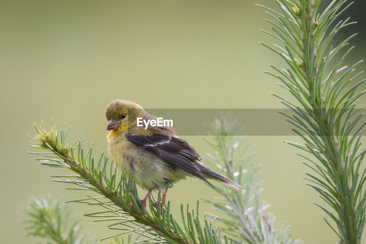 CLOSE-UP OF A BIRD PERCHING ON PLANT