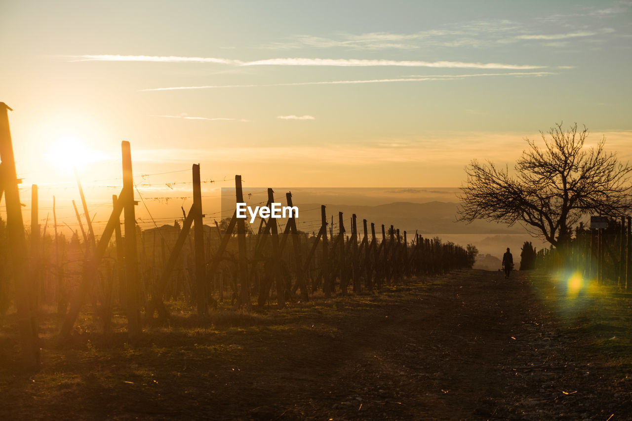 Scenic view of trees against sky during sunset