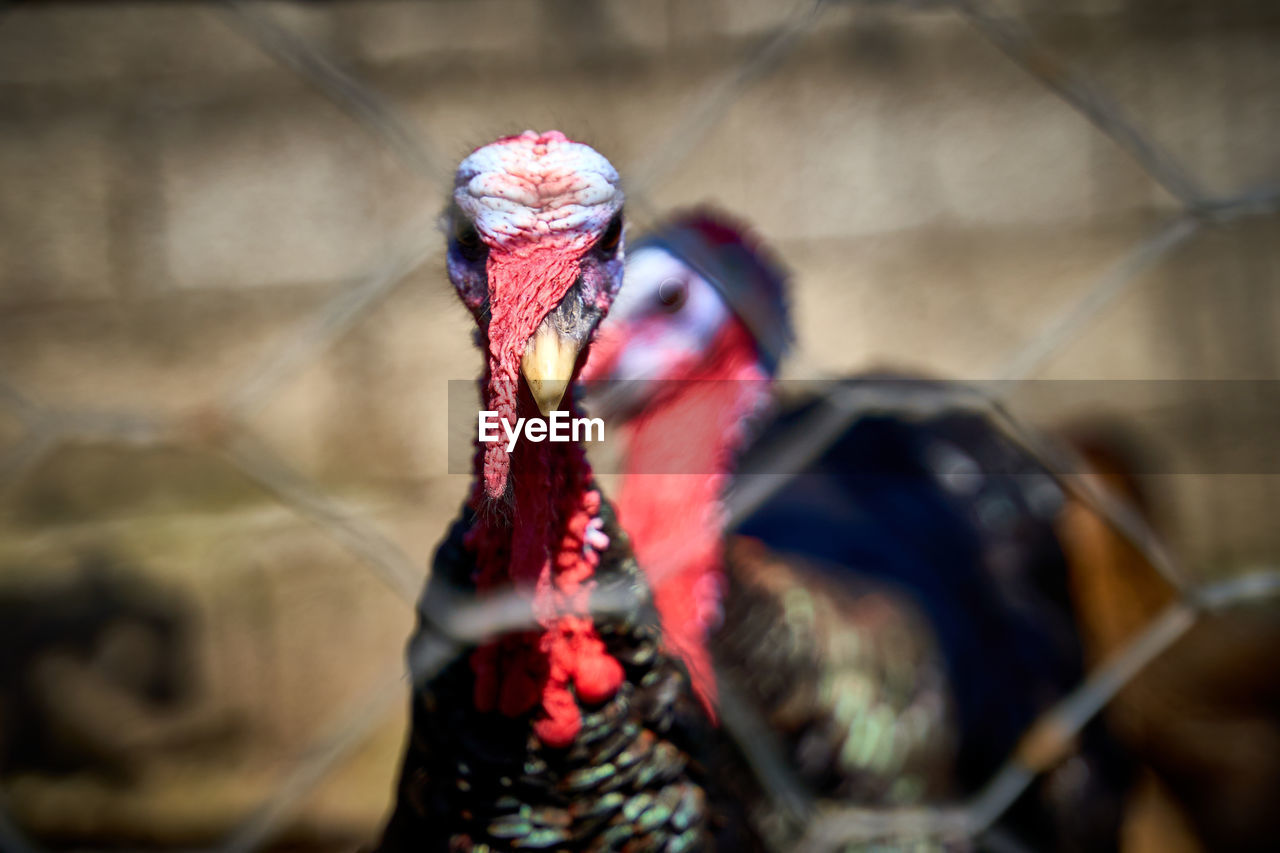 CLOSE-UP OF A PARROT