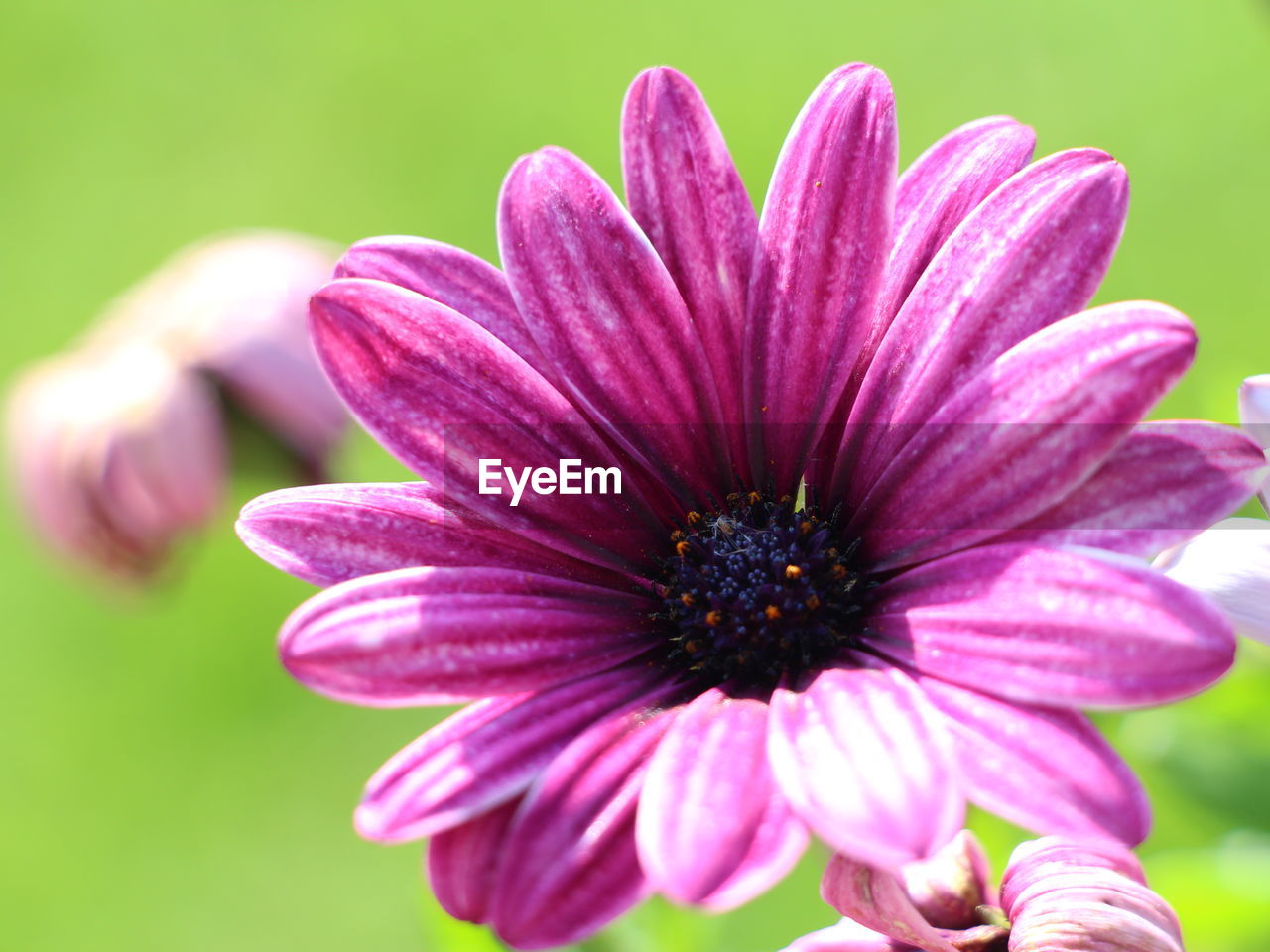 CLOSE-UP OF PINK FLOWER