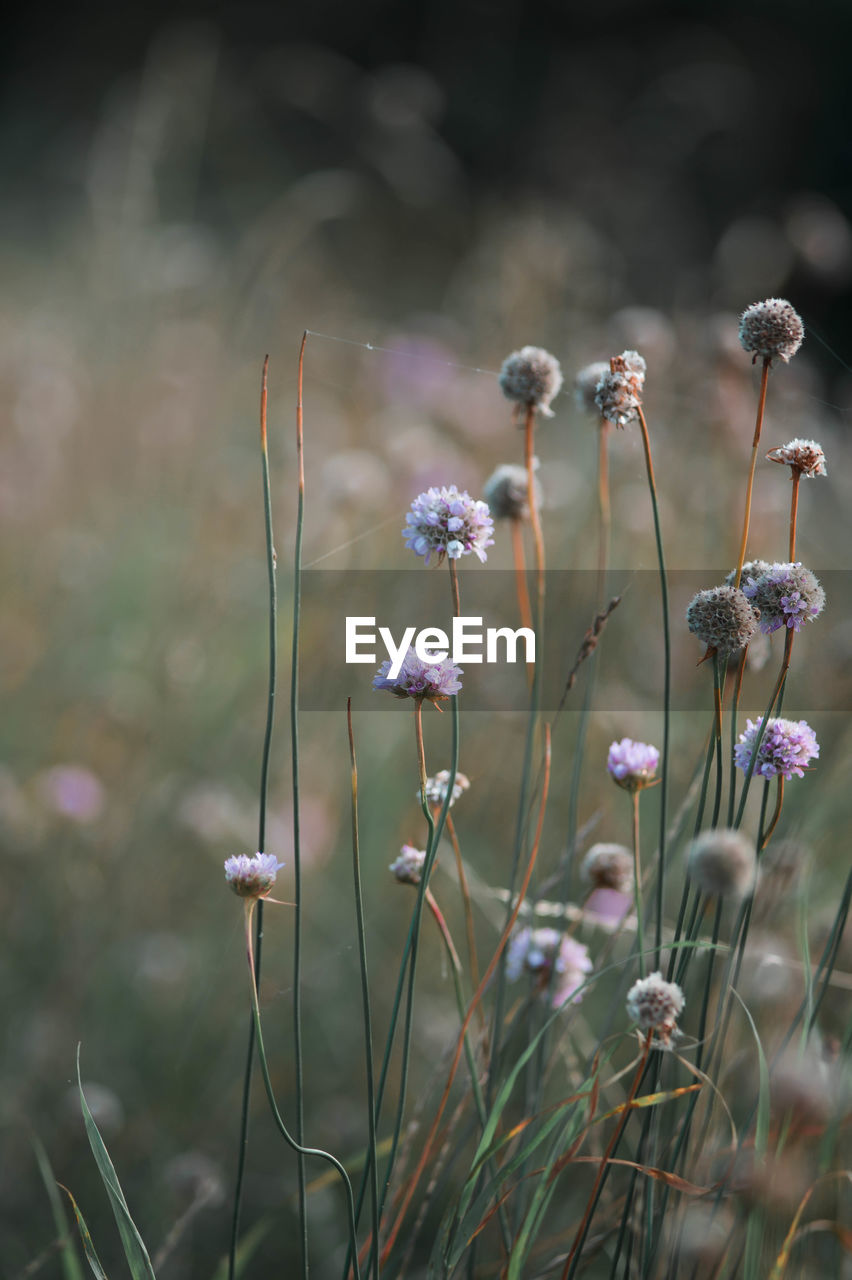 Close-up of purple flowering plants on field