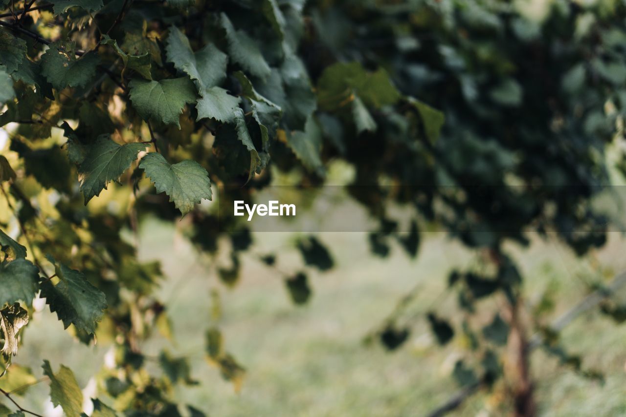 Close-up of lichen growing on tree